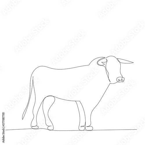 continuous line drawing, sketch bull