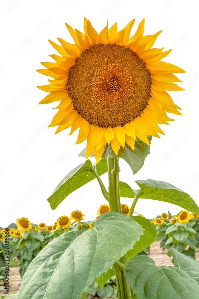 Obraz premium sunflower isolated on white