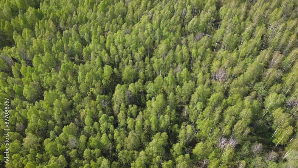 Aerial view of green forest landscape with swaying on wind treetops, top view. Aerial view of green forest landscape with swaying on wind treetops, top view.