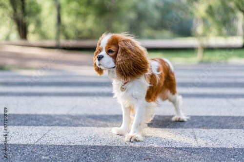 cavalier king charles spaniel