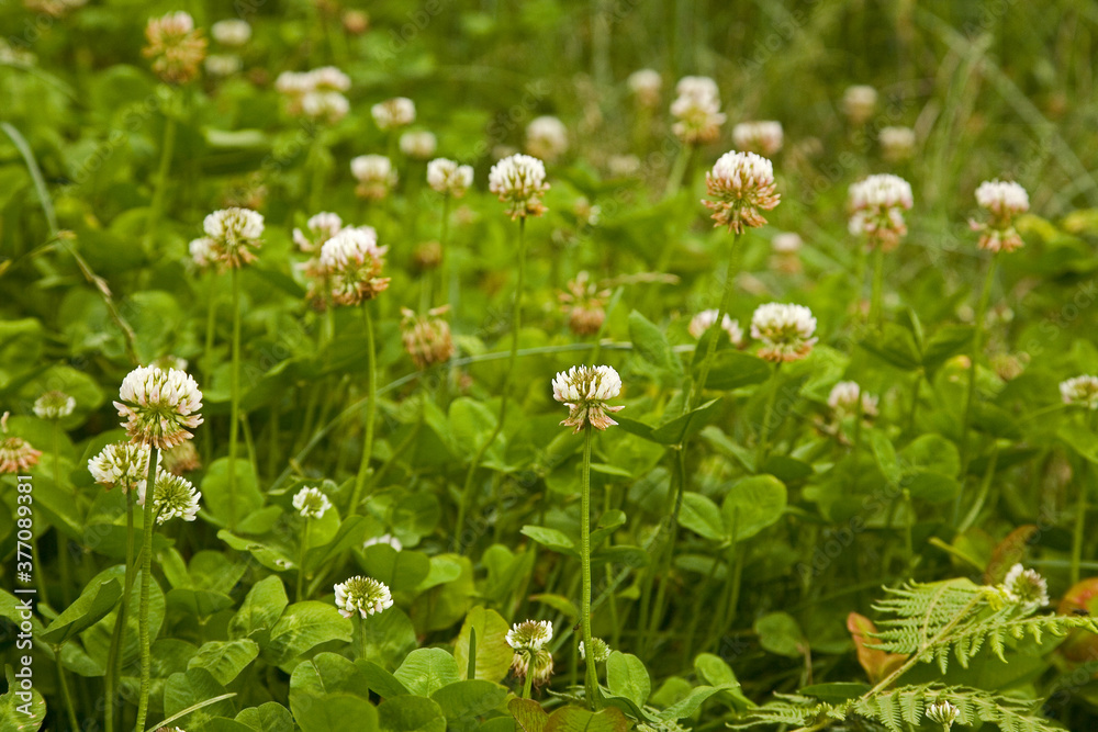 White flower clover Taiwan