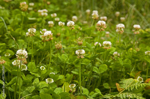 White flower clover Taiwan