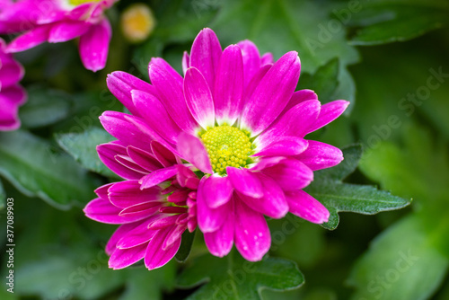 pink chrysanthemum flower with raindrops in heart. Selective focus