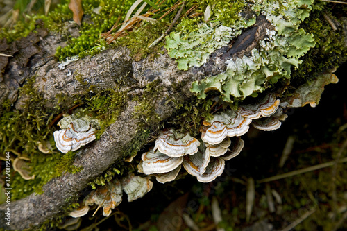Mountain mushrooms Taiwan