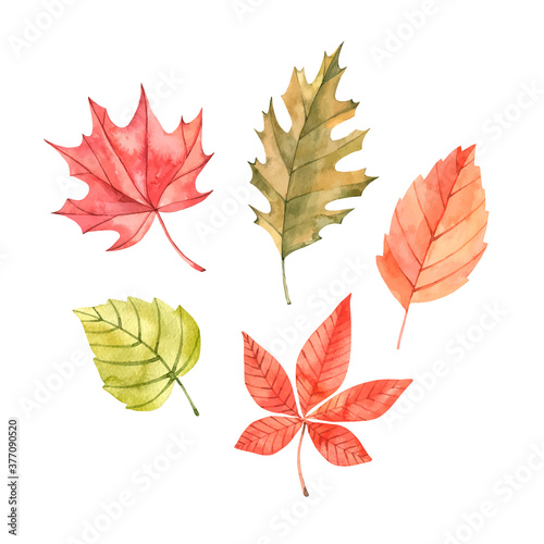 Hand drawn watercolor vector illustrations. Autumn Botanical clipart. Fall leaves, herbs and branches. Floral Design elements. Perfect for invitations, greeting cards, blogs, posters, prints