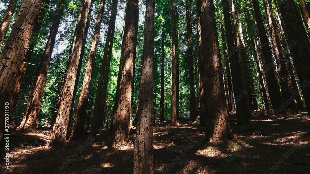 Naklejka premium trees in the green forest
