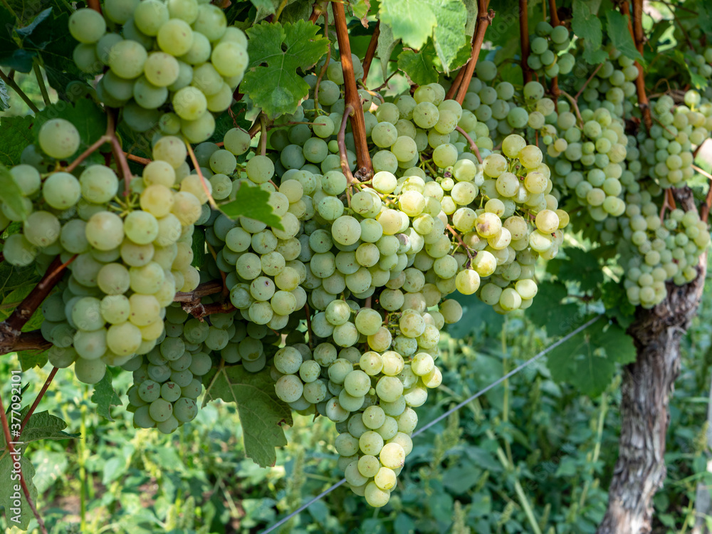 reifer Wein im Weingut zur Erntezeit reifer Wein im Weingut zur Erntezeit