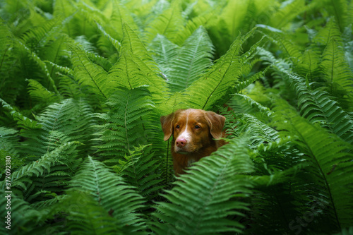 dog in the fern. Nova Scotia Duck Tolling Retriever in the forest. Tropics. Traveling with your pet