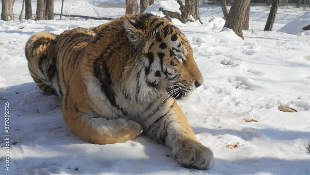 Siberian tiger laying down looking around Siberian tiger laying down looking around