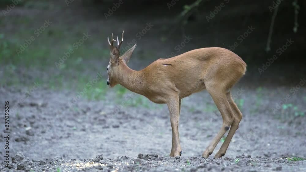 Roebuck feeding in the forest Roebuck feeding in the forest