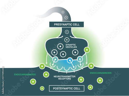 how and why your brain makes its own cannabinoidas,Endocannabinoid system and Phytocannabinoid diagram presynaptic cell