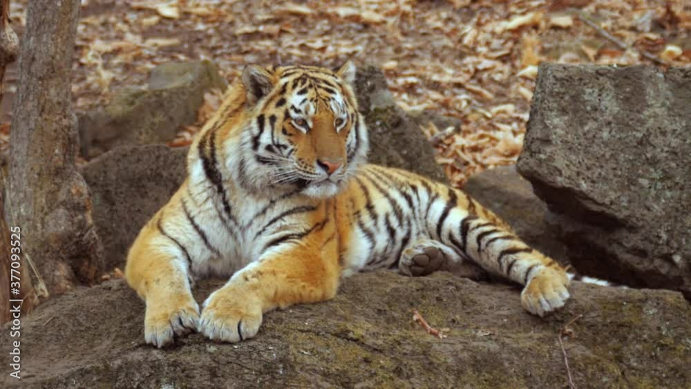 Siberian tiger relaxing on rock Siberian tiger relaxing on rock