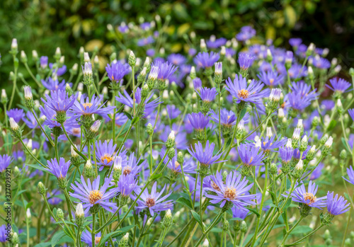 Group of lavender blue with yellow centre flowers of Michelmas daisy, Eurybia x herveyi ‘Twilight’ (Aster macrophyllus 'Twilight'). photo