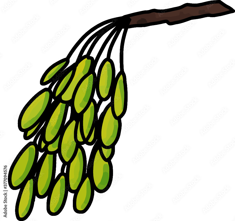 Fototapeta premium ash tree fruit hand drawn