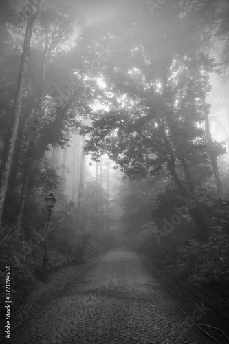 fog in the forest