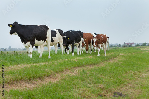 Cows on a Dutch dike. Transport of a aluminium hull. Pontoon. Tugboat. Crossing an open bridge. River.. Shipbuilding industry. Yacht builders. Casco. Zwarte water. Genemuiden.