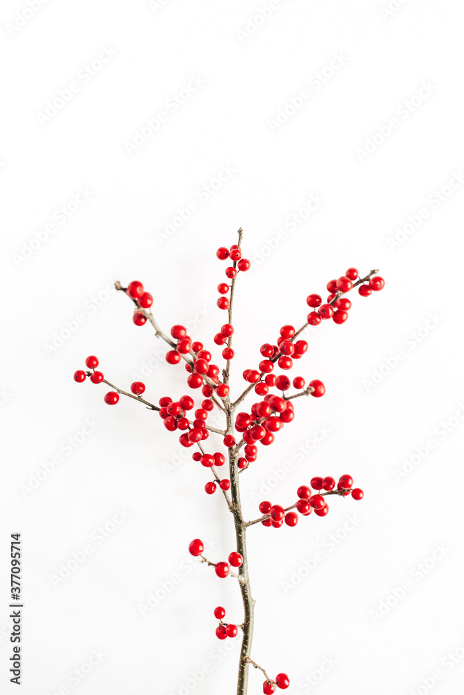 Minimal seasonal composition. Pattern of branch with red berries on isolated white background. Christmas holidays, winter concept.
