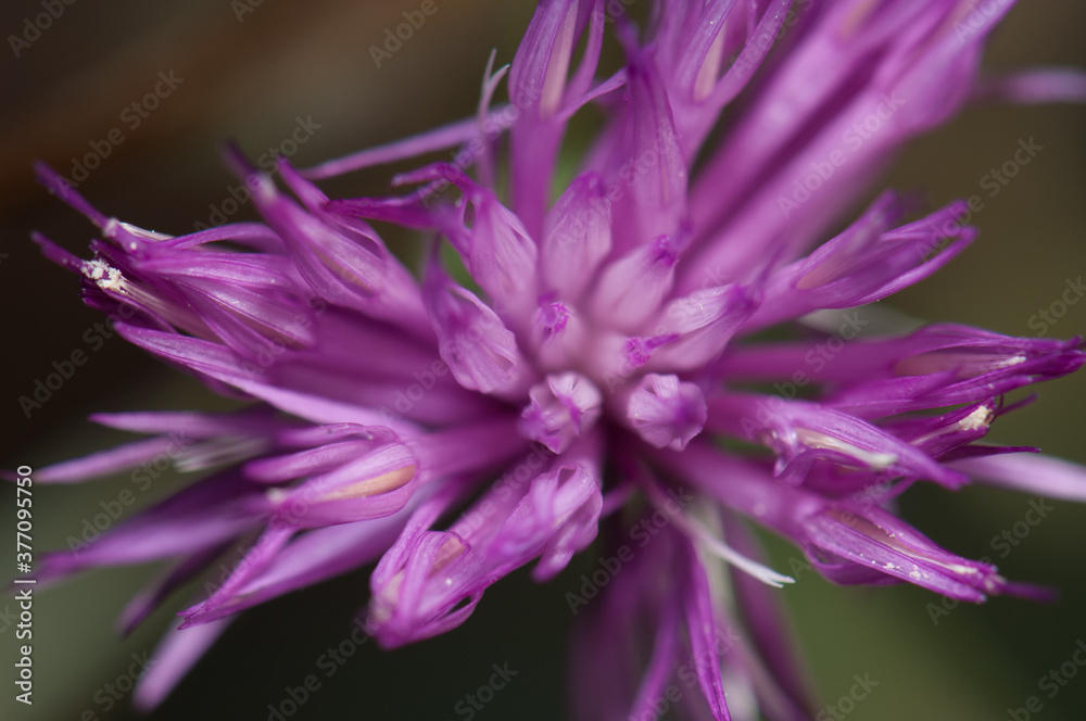 Flower of brown knapweed Centaurea jacea in Pyrenees. Bestue. Huesca. Aragon. Spain. Flower of brown knapweed Centaurea jacea in Pyrenees. Bestue. Huesca. Aragon. Spain.