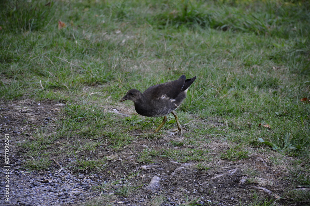 Obraz premium Nantes - Embouchure du Cens - Gallinule poule d'eau