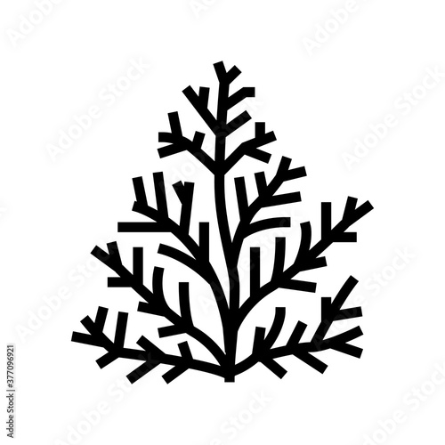 Fototapeta Naklejka Na Ścianę i Meble -  cedar plant aromatherapy line icon vector. cedar plant aromatherapy sign. isolated contour symbol black illustration