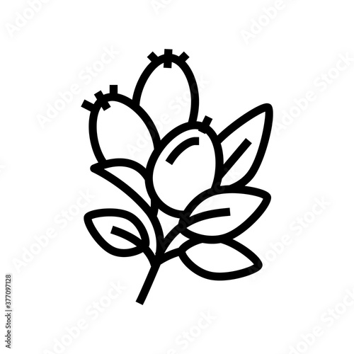rosehip aromatherapy line icon vector. rosehip aromatherapy sign. isolated contour symbol black illustration