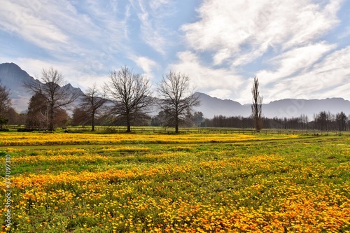 Landscape with a meadow with African Daisy's and mountains in the background