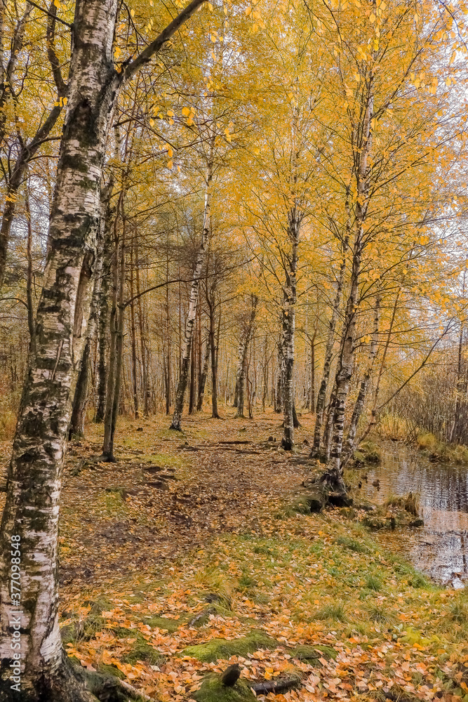 Vibrant colors of Autumn forest with yellow birches and dry herb.beautiful scene in yellow autumn birch forest in october with fallen yellow autumn leaves
