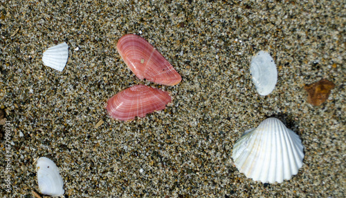 Italy Tuscany Maremma Grosseto, Principina beach with sea shells on the sand. photo