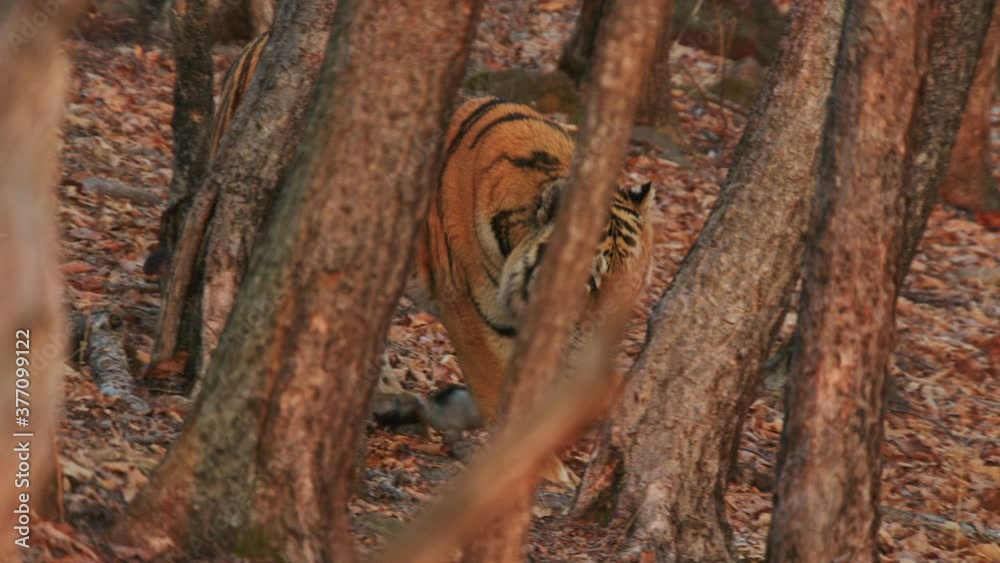 Close-up of siberian tiger walking in forest Close-up of siberian tiger walking in forest