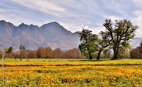 Landscape with a meadow with African Daisy's and mountains in the background photo