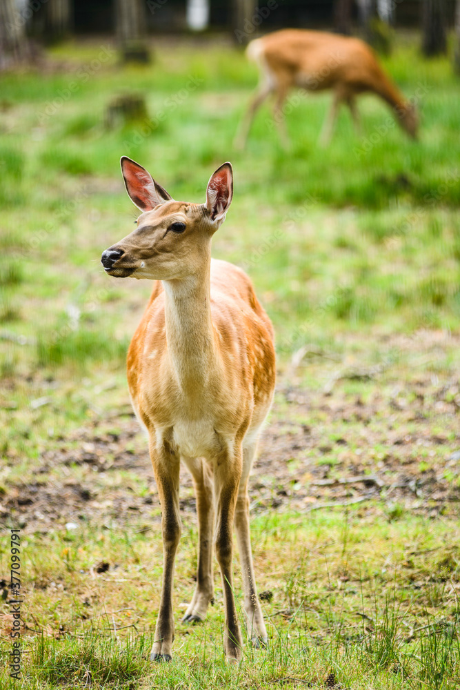 Young Dappled deers feeding in meadow Young Dappled deers feeding in meadow