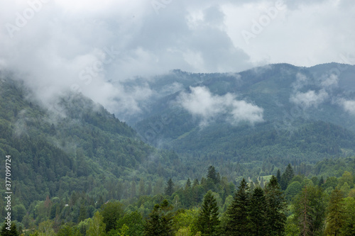 The landscape of the Carpathian mountains covered with forest is shrouded in fog and storm clouds. © ihorhvozdetskiy