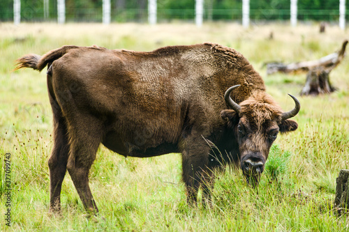 European bison adult male in Białowieża Forest in summer