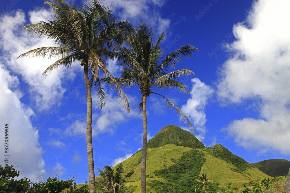 Fototapeta premium Taitung Orchid Island Coconut Oil National Small Coconut