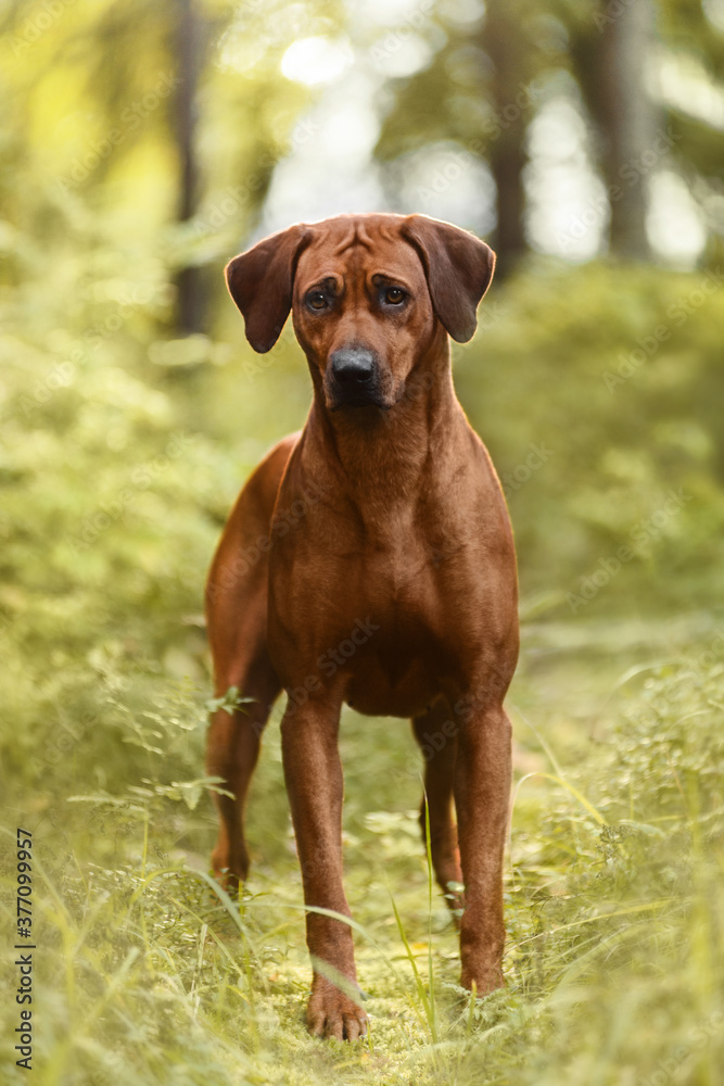 Rhodesian Ridgeback dog standing in green nature scene Rhodesian Ridgeback dog standing in green nature scene