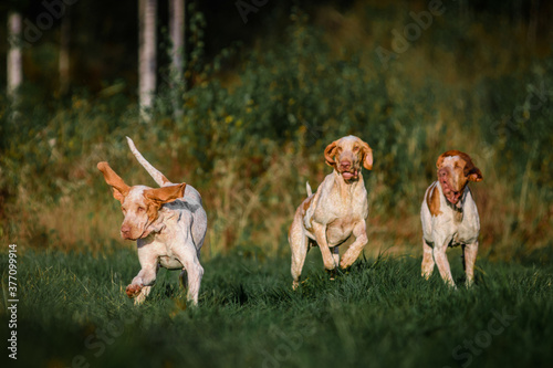 Photography group of Bracco Italiano pointer dogs hunting for fowl