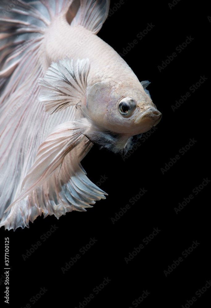 Betta fish,Siamese fighting fish in movement isolated on black background.