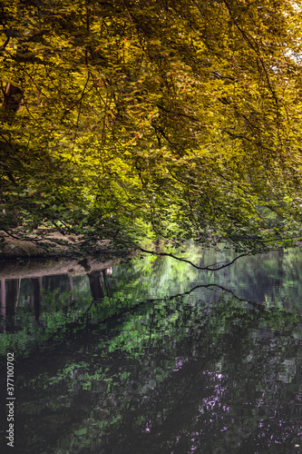 Hanging dark branch over a river with yellow and orange leaves reflecting on a water surface, autumn scene with twigs and green water reflections on a wild river