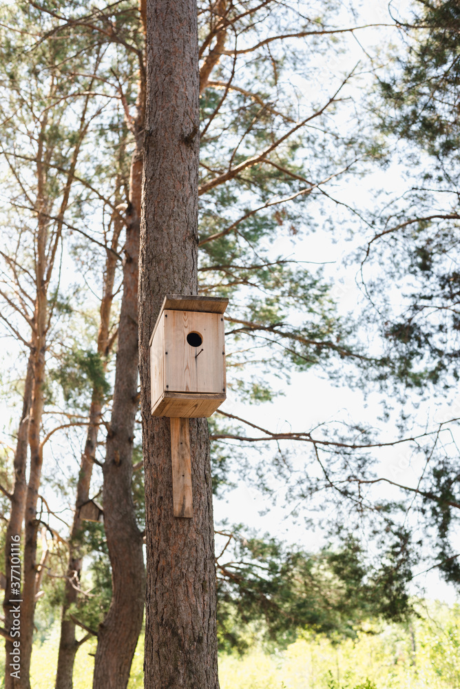 birdhouse on a tree trunk, Pine forest