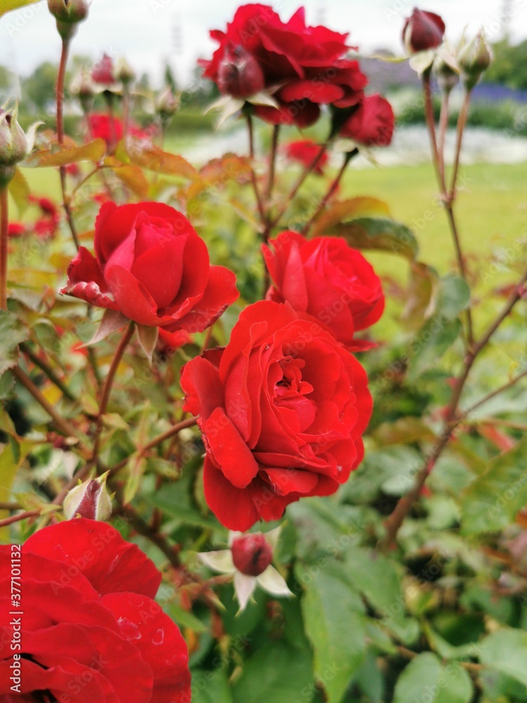 Fototapeta premium red rose green leaf flowers summer background