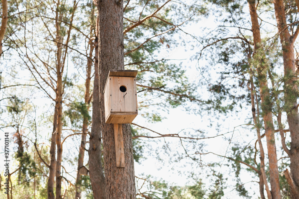 bird house, birdhouse on the tree, Pine forest, pine trunks bird house, birdhouse on the tree, Pine forest, pine trunks
