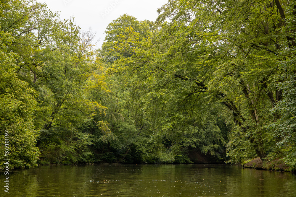 A riparian forest or riparian woodland wallpaper, looking onto a wild river, stream, pond, lake, or reservoir with hanging trees and reflections over water at Stever, Haltern am See A riparian forest or riparian woodland wallpaper, looking onto a wild river, stream, pond, lake, or reservoir with hanging trees and reflections over water at Stever, Haltern am See