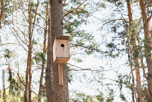 Foto bird house, birdhouse on the tree, Pine forest, pine trunks