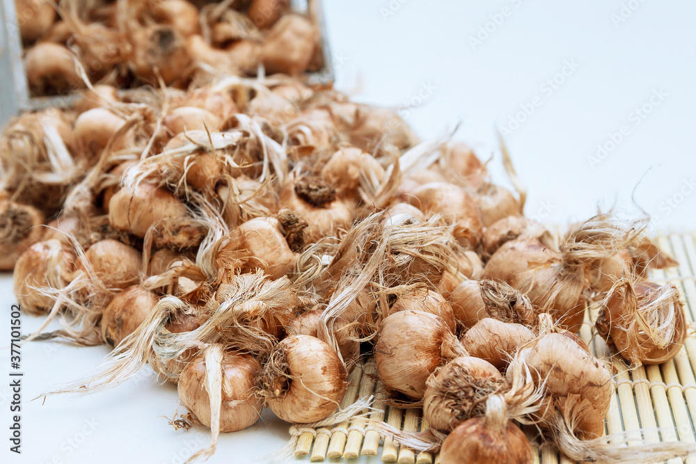 Saffron bulbs in a box on a white background. Crocus sativus bulbs are scattered on table. Saffron bulbs in a box on a white background. Crocus sativus bulbs are scattered on table.