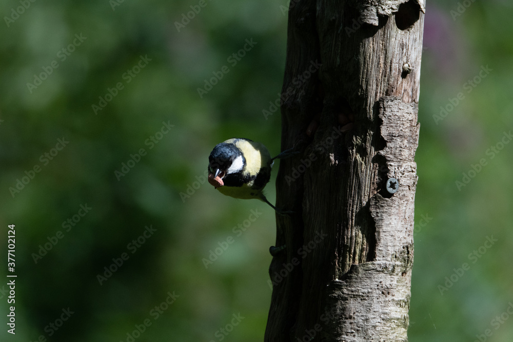 Common UK garden birds feeding. Common UK garden birds feeding.