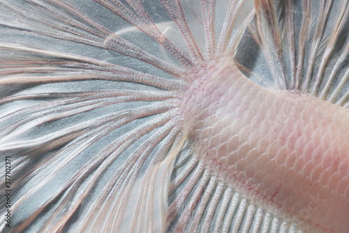 Close up skin of Betta fish Siamese fighting fish