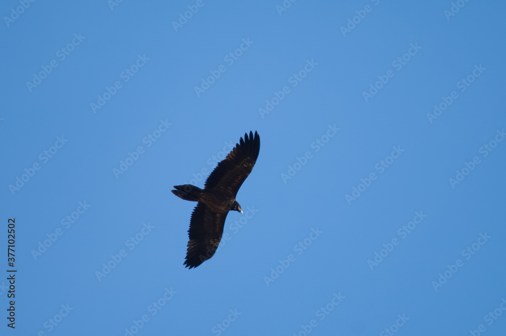 Fototapeta premium Juvenile bearded vulture Gypaetus barbatus in flight. Escuain gorge. Ordesa and Monte Perdido National Park. Pyrenees. Huesca. Aragon. Spain.