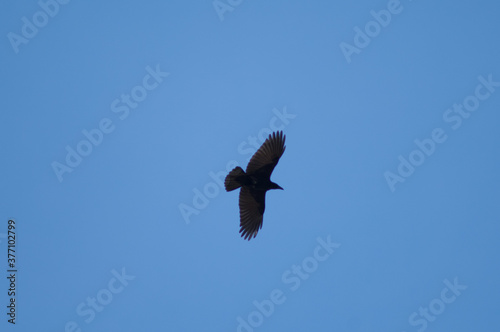 Carrion crow Corvus corone flying in Revilla. Pyrenees. Huesca. Aragon. Spain.