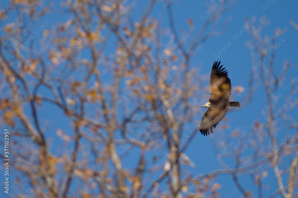 Griffon vulture Gyps fulvus in flight and tree in the foreground. Revilla. Pyrenees. Huesca. Aragon. Spain. Griffon vulture Gyps fulvus in flight and tree in the foreground. Revilla. Pyrenees. Huesca. Aragon. Spain.