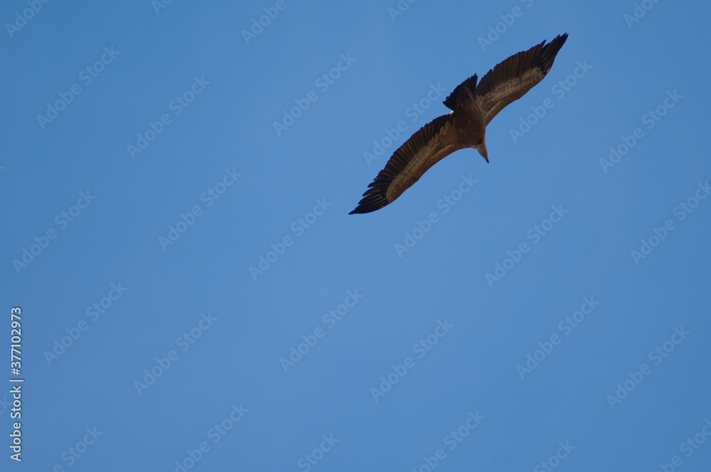 Griffon vulture Gyps fulvus flying in Revilla. Pyrenees. Huesca. Aragon. Spain. Griffon vulture Gyps fulvus flying in Revilla. Pyrenees. Huesca. Aragon. Spain.
